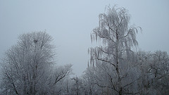 DSC03741