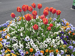 Tulipas