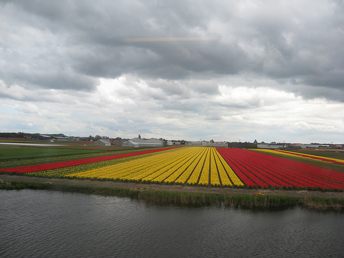 Campos de Tulipas