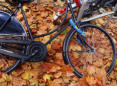 Amsterdam Fall