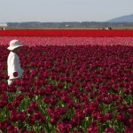 Tulipas na Holanda: dicas de fotografia